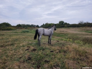 De vânzare mânză in vârsta de 1 an preț 3500 de lei sau schimb cu cositoare - imagine 2