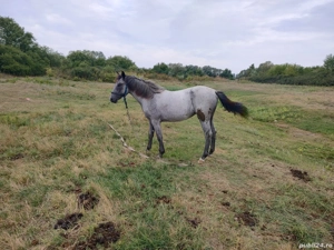 De vânzare mânză in vârsta de 1 an preț 3500 de lei sau schimb cu cositoare - imagine 3