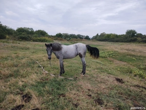 De vânzare mânză in vârsta de 1 an preț 3500 de lei sau schimb cu cositoare - imagine 4