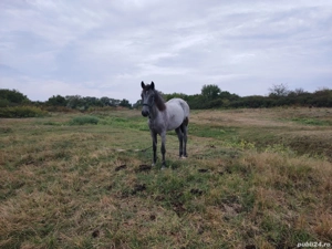 De vânzare mânză in vârsta de 1 an preț 3500 de lei sau schimb cu cositoare - imagine 5