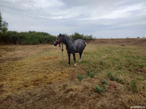 De vânzare iapa in vârsta de 4 ani gestantă sau schimb cu utilaje - imagine 5