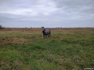 De vânzare iapa in vârsta de 4 ani gestantă sau schimb cu utilaje - imagine 3