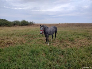 De vânzare iapa in vârsta de 4 ani gestantă sau schimb cu utilaje - imagine 2