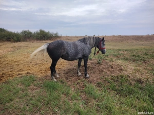 De vânzare iapa in vârsta de 4 ani gestantă sau schimb cu utilaje - imagine 4