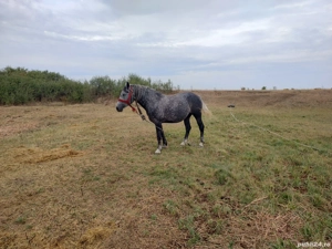 De vânzare iapa in vârsta de 4 ani gestantă sau schimb cu utilaje