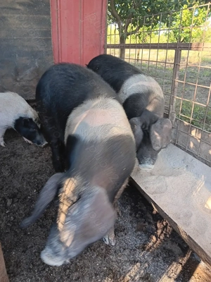 Vând purcea bazna rasa pura