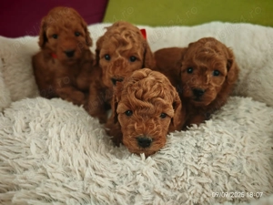 Cățeluși Toy Pudel de vânzare - imagine 2