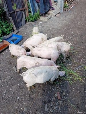 Vând purcei de 3 luni  - imagine 2