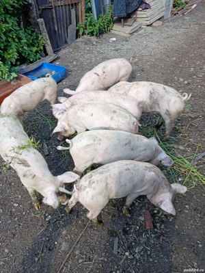 Vând purcei de 3 luni 