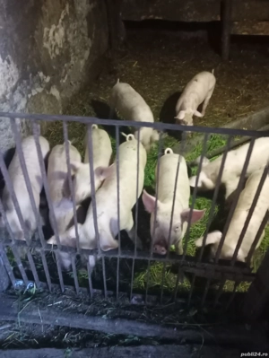 Vând purcei de 3 luni  - imagine 4