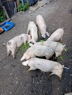 Vând purcei de 3 luni  - imagine 3