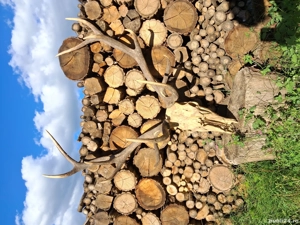 Coarne de cerb - imagine 4