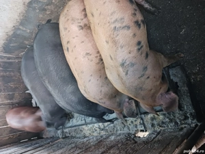 porci de vânzare  - imagine 4