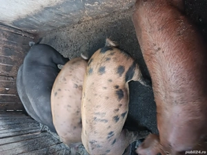 porci de vânzare  - imagine 3