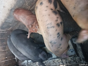 porci de vânzare 