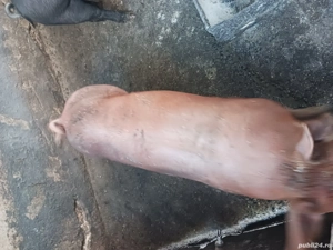 porci de vânzare  - imagine 2