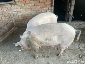 Vand pornci  - imagine 2 Vand pornci  - imagine 2