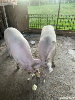 Vand pornci  - imagine 5 Vand pornci  - imagine 5