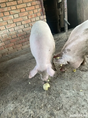 Vand pornci  - imagine 3 Vand pornci  - imagine 3