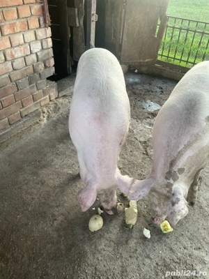 Vand pornci  - imagine 4 Vand pornci  - imagine 4