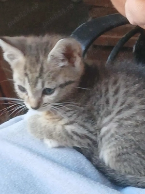 Donez  pisici de casă. - imagine 2