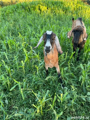 Capre de vânzare - imagine 5