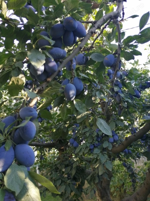 Teren intravilan în Iași, Valea Lupului, str.Soarelui, la 700 de metri din rond Pacurari  - imagine 2