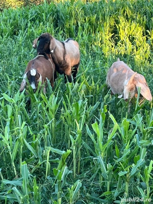 Capre de vânzare - imagine 2