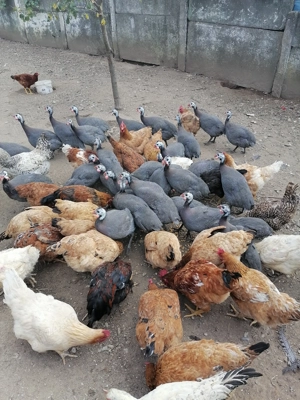 Vând bibilici  tinere   6 luni  crescute doar bio  cu  porumb griu și uruiala  - imagine 4