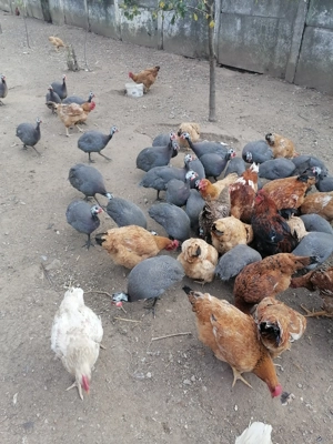 Vând bibilici  tinere   6 luni  crescute doar bio  cu  porumb griu și uruiala  - imagine 3