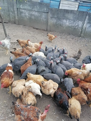 Vând bibilici  tinere   6 luni  crescute doar bio  cu  porumb griu și uruiala  - imagine 2