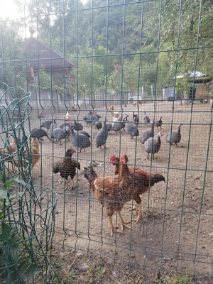 Vând bibilici  tinere   6 luni  crescute doar bio  cu  porumb griu și uruiala  - imagine 5