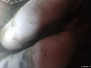 Vand porci - imagine 2 Vand porci - imagine 2