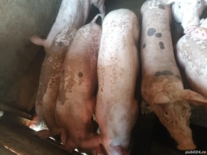 Vând purcei  - imagine 4 Vând purcei  - imagine 4