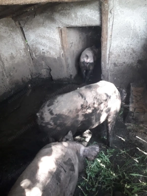 Porci de vanzare 180 kg - imagine 4 Porci de vanzare 180 kg - imagine 4