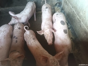 Vând purcei  - imagine 3 Vând purcei  - imagine 3