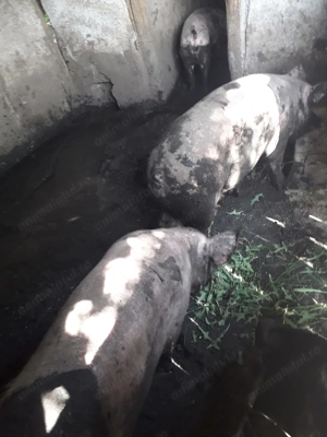 Porci de vanzare 180 kg - imagine 3 Porci de vanzare 180 kg - imagine 3