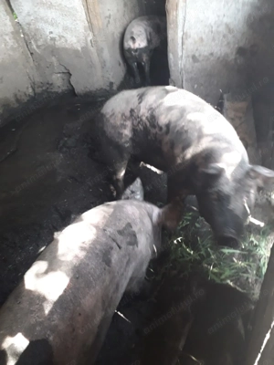 Porci de vanzare 180 kg - imagine 2 Porci de vanzare 180 kg - imagine 2