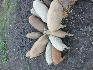 Purcei mangalita de vanzare