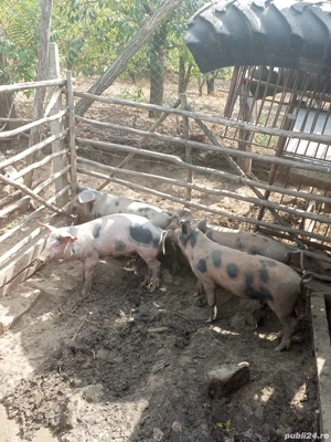 vând purcei de 3 luni la prețul de 650 de lei bucata 