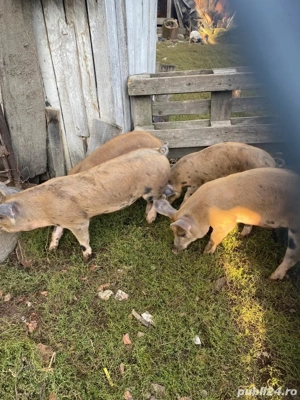 Porci, purcei, duroc - pietran