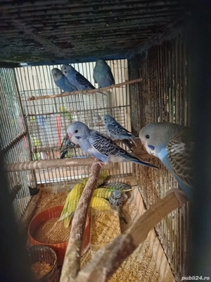 Peruși masculi și femele și pui - imagine 2