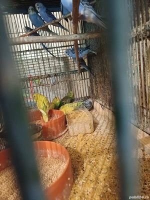 Peruși masculi și femele și pui - imagine 4