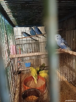 Peruși masculi și femele și pui - imagine 3