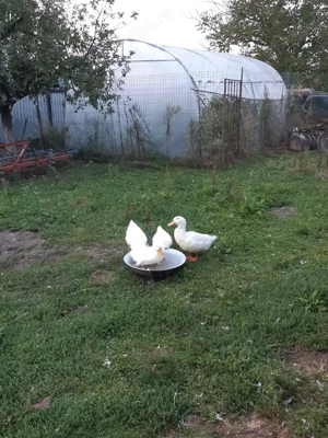 3 rațe (4kg) + 1 rățoi (5kg) 