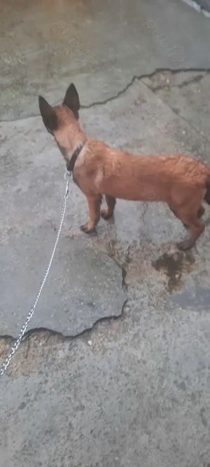 Vând cățelușă belgian malinois  - imagine 2