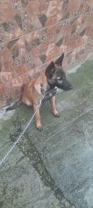 Vând cățelușă belgian malinois  - imagine 4