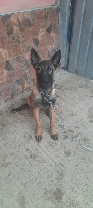 Vând cățelușă belgian malinois  - imagine 5