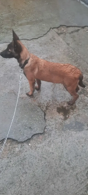 Vând cățelușă belgian malinois  - imagine 3