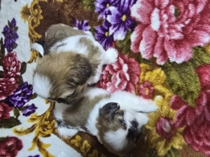 Puiuți shih  tzu jucausi - imagine 3 Puiuți shih  tzu jucausi - imagine 3